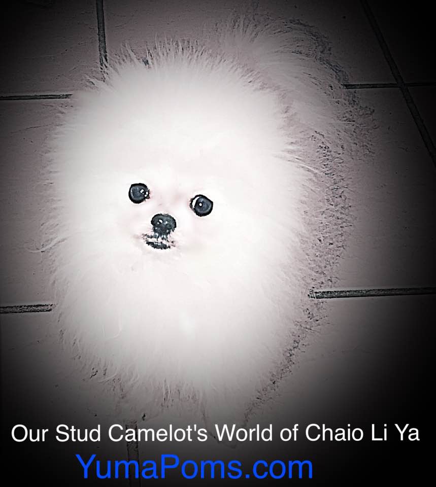 yuma pomeranians yuma pom s yuma pomeranians yuma pom s