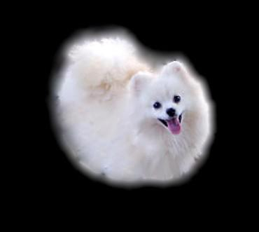yuma pomeranians yuma pom s yuma pomeranians yuma pom s