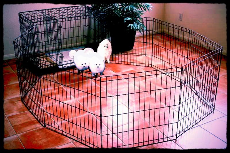 847 best DIY Dog Projects images on Pinterest | Dog stuff ... Pet Apartment Crate Reviews - Latest BestApartment 2018